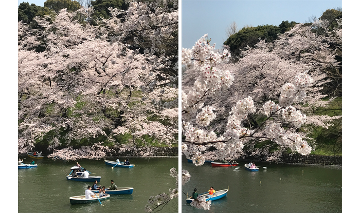 千鳥ヶ淵緑道から観た満開の桜（2018.3.29撮影）
